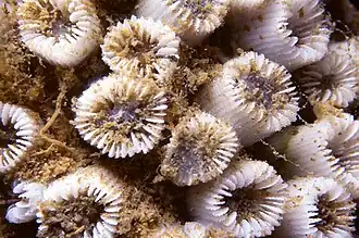 Cladocora caespitosa