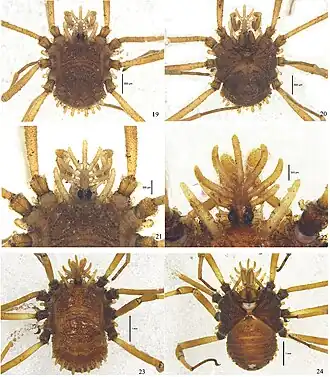 Description de l'image Cladolasma ailaoshan (10.3897-zookeys.748.23273) Figures 19–24.jpg.