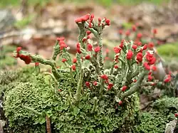 Cladonia cristatella.