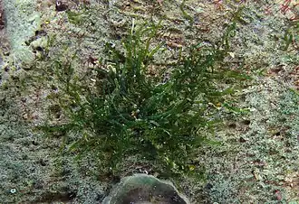 Cladophoropsis sudanensis