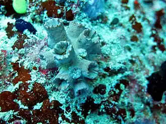Une colonie de corail rose Cladopsammia gracilis
