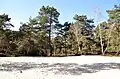 Clairière de sable en forêt à Larchant.