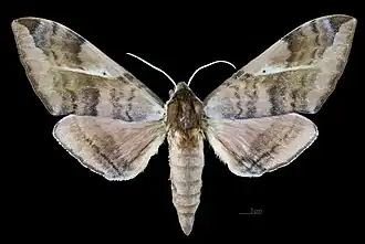 Description de cette image, également commentée ci-après