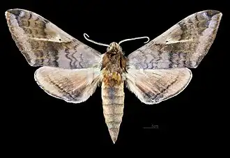 Avers du mâle(coll.MHNT)