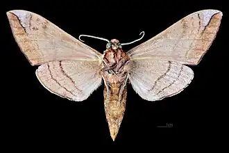 Revers du mâle(coll.MHNT)