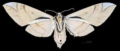 Clanis bilineata bilineata Revers de la femelle (coll.MHNT)