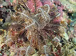 Clarkcomanthus littoralis