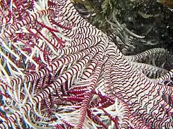 Celle d'une Clarkcomanthus mirabilis