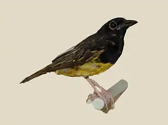 Description de l'image Clarke's Weaver specimen RWD.jpg.