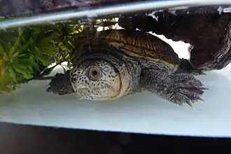 Description de l'image Claudius angustatus.JPG.