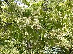 Clausena anisata, plante-hôte