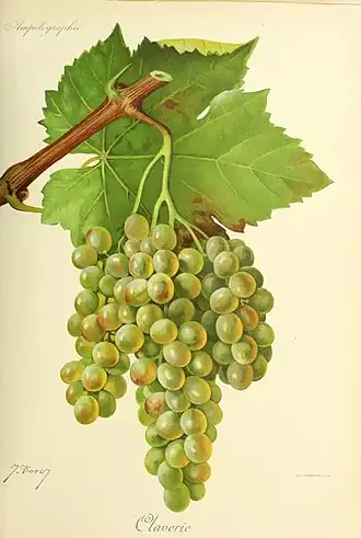 Claverie (cépage)