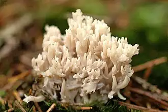 Ramaria aurea