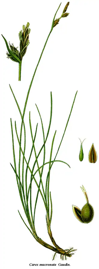Description de l'image Cleaned-Carex mucronata.png.