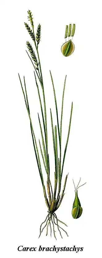 Description de l'image Cleaned-Illustration Carex brachystachys.jpg.