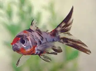 Shubunkin bigarré à dominante bleutée