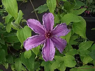 Description de l'image Clematis 'Sympatia'.jpg.