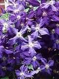 Clematis xjackmanii