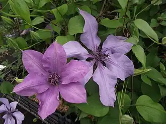 Description de l'image Clematis patens Moonfleet 'Evipo046'.JPG.