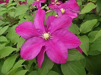Description de l'image Clematis patens sunset 02.JPG.