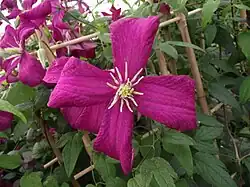 Photographie en couleurs de fleurs rose vif.