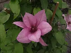 Photographie en couleurs d'une fleur rose pâle.