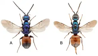 Description de l'image Cleptes sfenthourakisi (10.3390-taxonomy2020016) Figure 1.png.