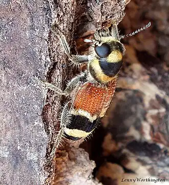 Description de l'image Clerus thanasimoides (Chevrolat, 1874) 16 mm Cleridae Chequered Beetle (26621304187).jpg.