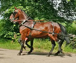 Photo d'un cheval bai de profil au trot, attelé et harnaché.