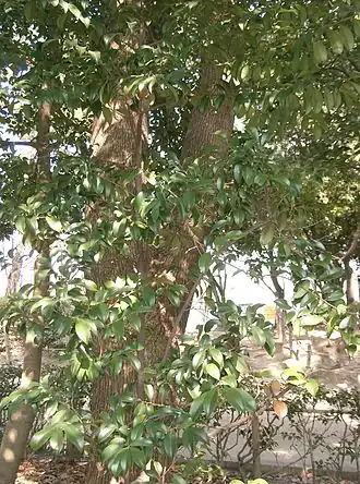 Description de l'image Cleyera japonica1.jpg.