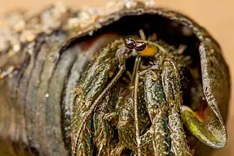 Clibanarius longitarsus