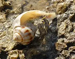 Clibanarius vittatus