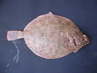 Description de l'image Clidoderma asperrimum.jpg.