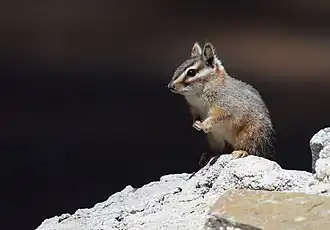 Description de l'image Cliff Chipmunk (33981189526).jpg.