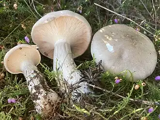 Description de cette image, également commentée ci-après