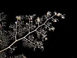 Gros plan sur un bras de gorgonocéphale.