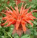 Monarda didyma