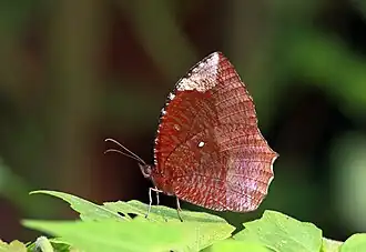 Photo d'un papillon posé sur une feille. Ses ailes sont repliées, de couleur brune ou bordeaux, avec une petite tâche blanche au milieu.