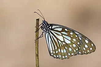 Description de l'image Close wing Basking of Tirumala limniace (Cramer, 1775) - Blue Tiger (2) WLB.jpg.