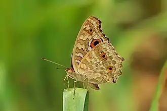 Description de l'image Close wing Basking posture of Junonia lemonias (Linnaeus, 1758) - Lemon Pansy WLB IMG 4923.jpg.