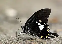 Papilio nephelus chaon avec les ailes repliées.
