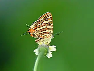 Description de cette image, également commentée ci-après