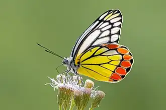 Description de l'image Close wing Nectering of Delias eucharis (Drury, 1773) - Indian Jezebel WLB.jpg.