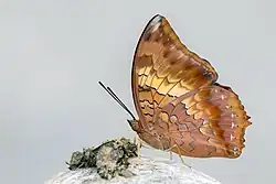 Photo en gros plan d'un papillon posé. On voit le détail du revers de ses ailes ainsi que ses antennes.