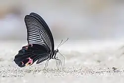 Papilio protenor mâle, ailes fermées