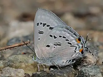 Description de l'image Close wing mud-puddling position of Ancema ctesia (Hewitson, 1865) - Bi-spot Royal.jpg.