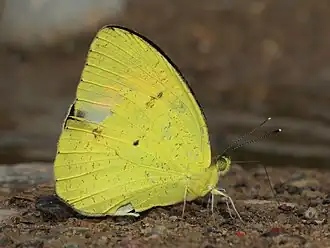 Description de l'image Close wing mud-puddling position of Ixias pyrene (Linnaeus, 1764) - East Himalayan Yellow Orange-tip.jpg.