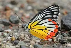 Photo d'un Delias hyparete : gros plan sur le papillon, son abdomen est blanc avec deux antennes, ses ailes sont jaunes au plus près de l'abdomen, puis blanches avec des tâches oranges en bord d'aile.