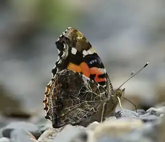 Description de l'image Close wing position of Vanessa indica Herbst, 1794 – Indian Red Admiral WLB IMG 9284 29.jpg.