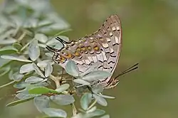 Photo d'un Charaxes solon solon. Partiellement caché par des feuilles, on distingue la face ventral de ses ailes, de couleurs marron et éclaircissant en s'approchant de son abdomen, avec des tâches jaunes et blanches. On distingue sa tête surmontée de deux antennes et sa trompe enroulée.